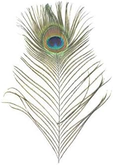 Zamihalla prirodna boja paunovo pero, dugo 25-32 cm prirodno paunovo perje uradi sam ukras za vjenčanje